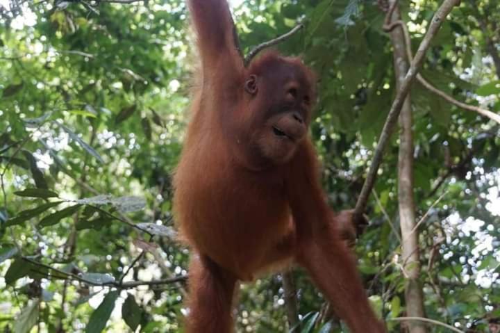 Pongo Guest House & Jungle Trekking Bukit Lawang Zewnętrze zdjęcie