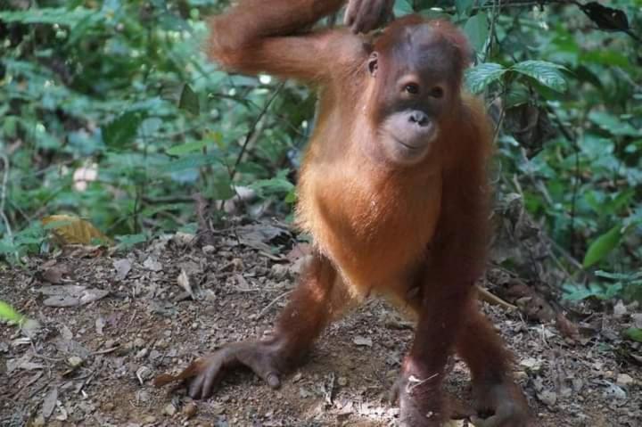 Pongo Guest House & Jungle Trekking Bukit Lawang Zewnętrze zdjęcie