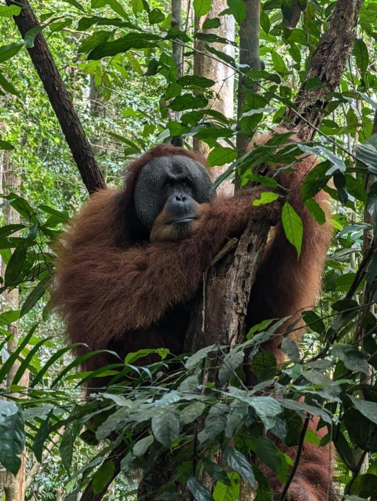 Pongo Guest House & Jungle Trekking Bukit Lawang Zewnętrze zdjęcie