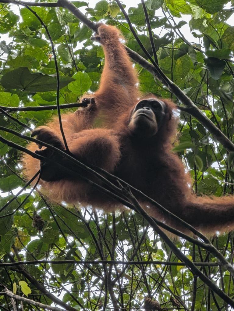 Pongo Guest House & Jungle Trekking Bukit Lawang Zewnętrze zdjęcie